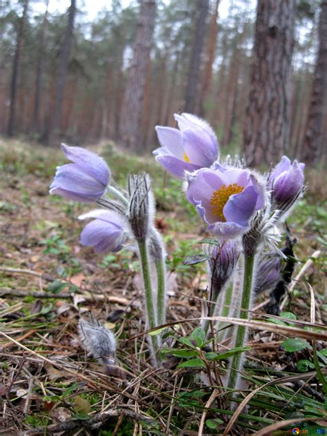 Flowers in the forest free image - № 12665