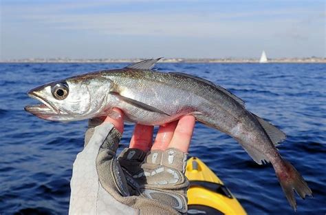 Pacific Hake | Mexico – Fish, Birds, Crabs, Marine Life, Shells and ...