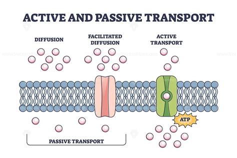 Active and passive transport as molecules ATP movement in outline ...