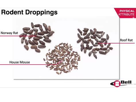 Difference Between Bat And Mouse Droppings