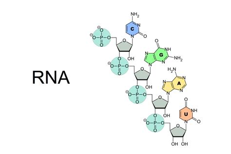 Jifunze Kuhusu Asidi za Nucleic, Kazi Zake, Mifano, na Monomers