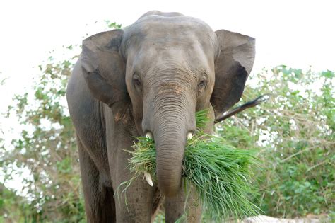 Save Forest - International Elephant Project