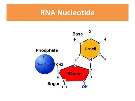 PPT - RNA and Protein Synthesis PowerPoint Presentation, free download ...