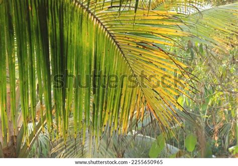 Coconut Farm Kerala Kannur Some Veritable Stock Photo 2255650965 ...