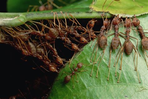 Hordes of Ants Invade the Montshire Museum | Live Culture