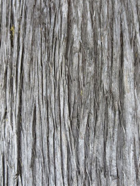 Cedar Tree Bark 1 by Shell4You on DeviantArt