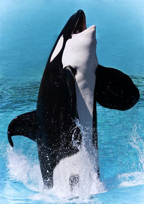 A Majestic Killer Whale Breaching Digital Art by Derrick Neill