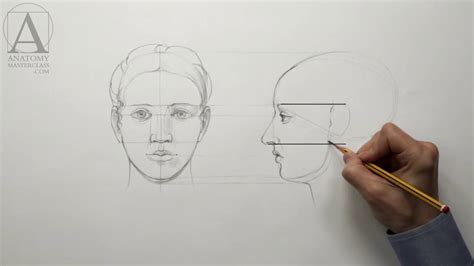 Human Head Anatomy For Artists