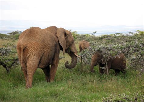 Why elephants munch more acacia in cool weather - Futurity