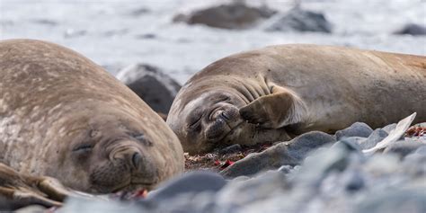 Antarctic animals and predators of Antarctica | Hurtigruten