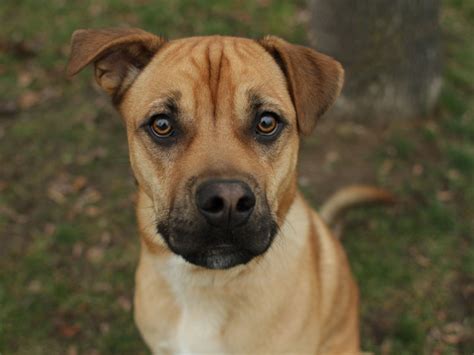 Gallery For > American Bulldog German Shepherd Mix Puppies