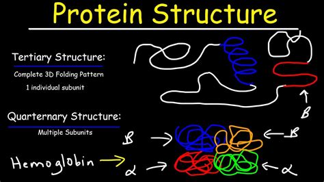 Example of Tertiary Structure of Protein - Angela Scott