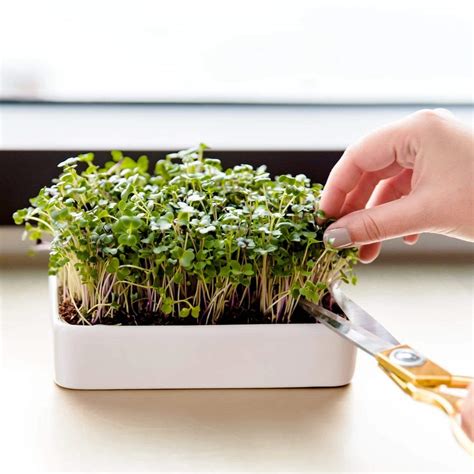 Microgreens Grow Kit (3-Pack) with Ceramic Planter – Back to the Roots