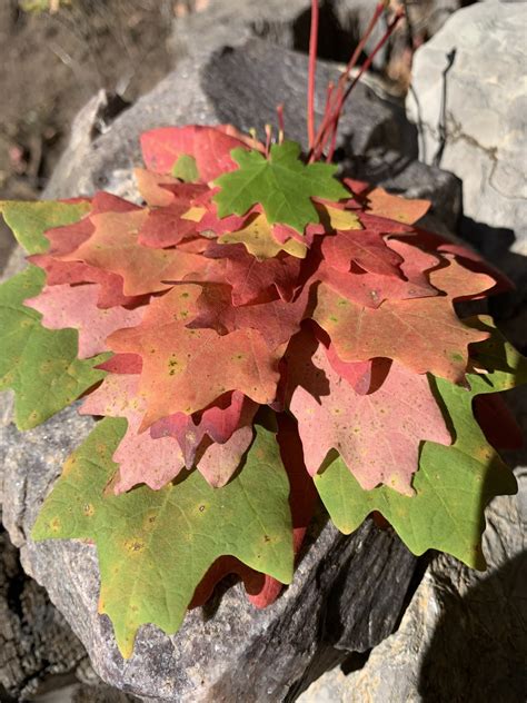 Climate-Ready Trees: Planting Smarter for a Warmer (and hopefully ...