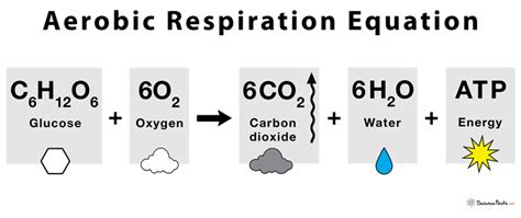 Aerobic Respiartion: Definition, Equation, Steps, & Advantages