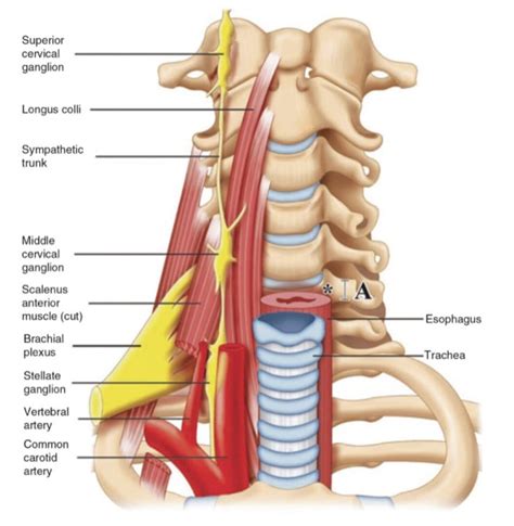 Ultrasound-Guided Cervical Sympathetic Block - NYSORA