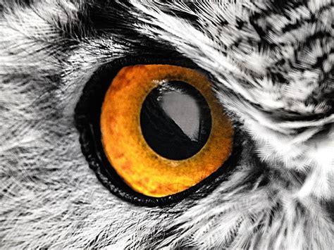 Guess the Animal Eyes Quiz | Britannica