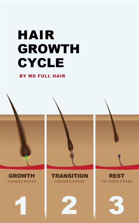 Infographic: Hair Growth Cycle