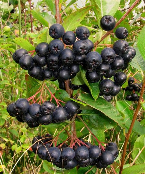 Aronia Berries › Aronia ORIGINAL