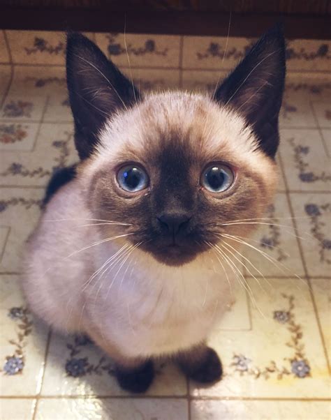 Seal point Siamese kitten, named Flannery after author Flannery O ...