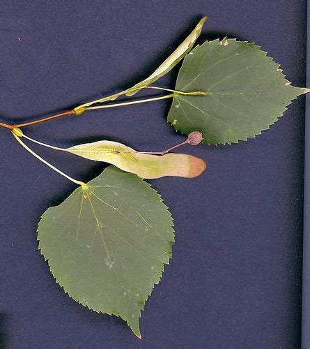 little-leaf linden (Earthwatch Institute's Urban Tree Project ...