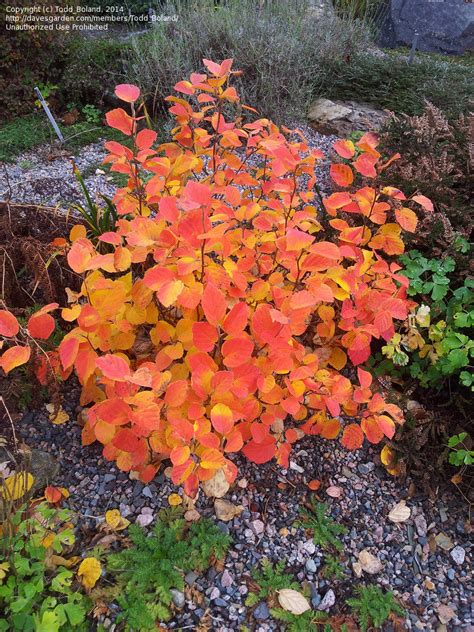 PlantFiles Pictures: Dwarf Fothergilla, Dwarf Witch Alder 'Blue Mist ...