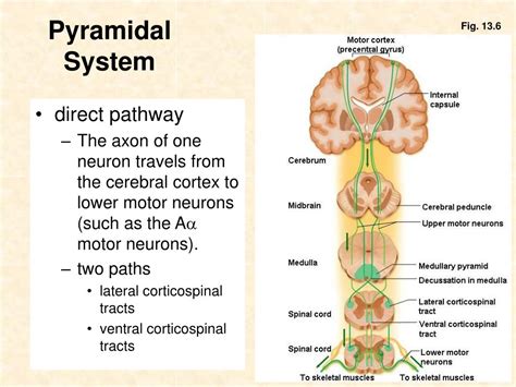 Extrapyramidal System Anatomy And Clinical Importance Kenhub