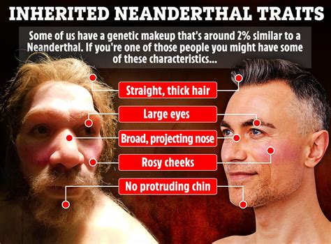 How Neanderthal are YOU? Skull bumps, long noses and fabulous hair ...