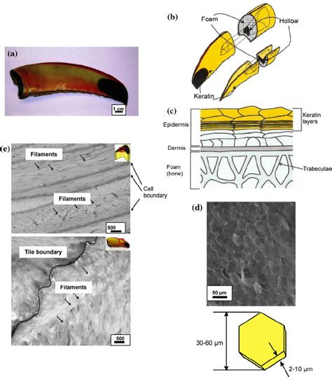 (a) Photograph of a Toco Toucan beak, (b) overview diagram of the ...