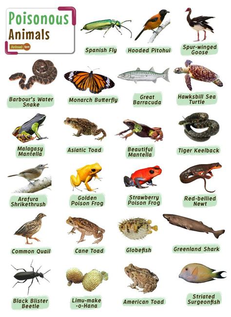 Poisonous Animals – Facts, List, Pictures