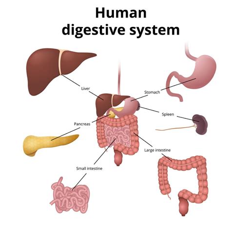 Digestive System Model – Science Experiments for Kids Digestive System ...