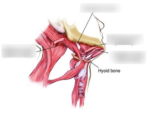 Ch 4: Extrinsic Muscles 1 Diagram | Quizlet