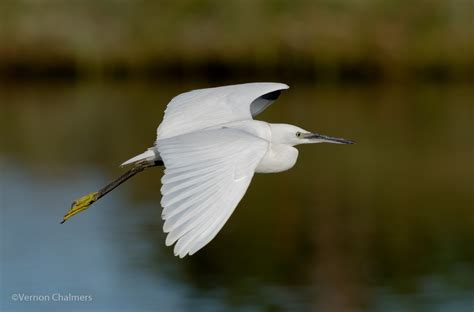 Vernon Chalmers Photography Training: Birds in Flight Photography ...