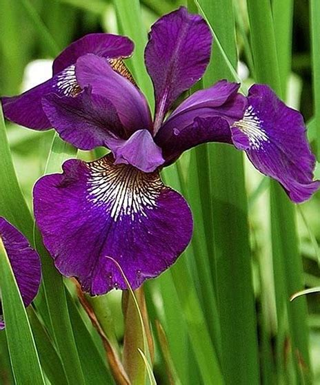 Siberian Iris Care - How To Grow Siberian Iris Plants In Your Garden