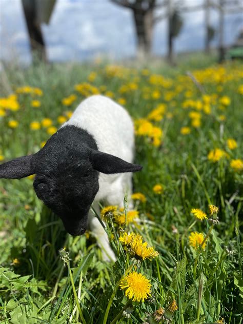 Grass Fed Lamb - Millhorn Farmstead