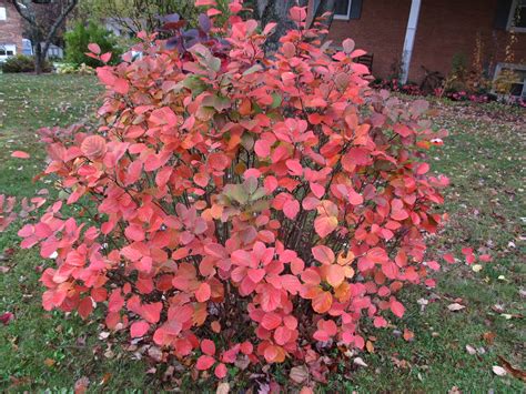 Fothergillas Are Topnotch | What Grows There :: Hugh Conlon ...