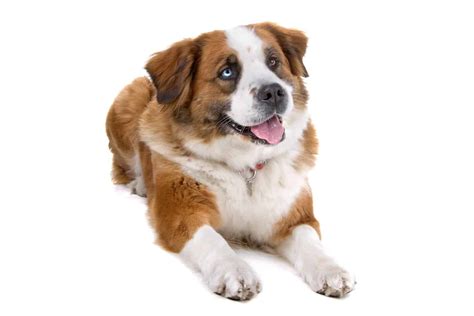 Saint Bernard mixes: Mini Saint,