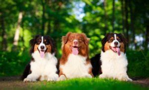 MDR1 Gene In Dogs: What To Know | Canna-Pet®