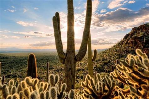 Sahara Desert Plants