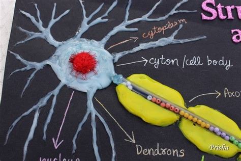 Cards ,Crafts ,Kids Projects: How to make a Neuron Model | Neuron model ...