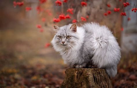 Meet 8 Of The Fluffiest Cat Breeds On Earth - Cats.com