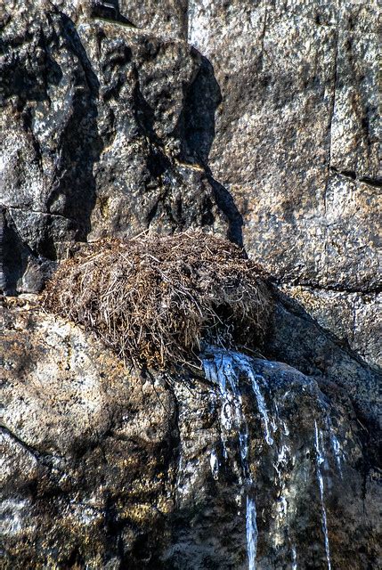 Dipper Nest | American Dipper nest, Deer Creek, Nevada Count… | Flickr ...