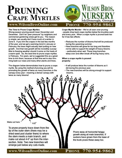 Pruning Crape Myrtles | Myrtle tree, Crepe myrtle landscaping, Pruning ...