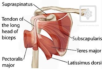 Shoulder Tendons | ShoulderDoc