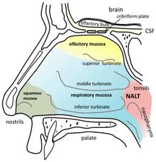 Nasal cavity - Wikipedia