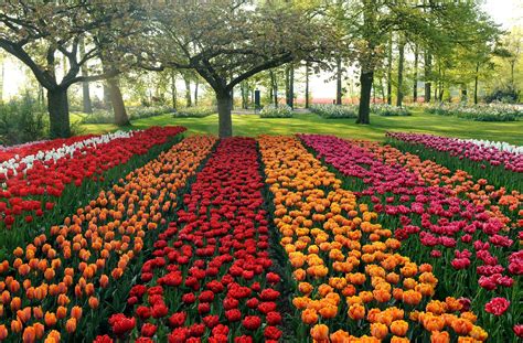 Exciting Color: Colorful Keukenhof Tulip Gardens:10 Colorful places to ...