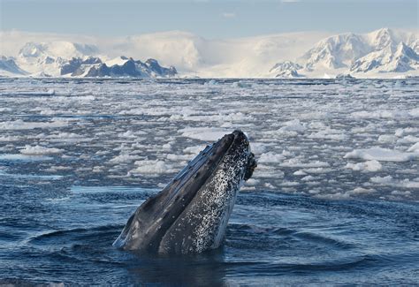 Top 5 Must-See Wildlife in Antarctica | Condé Nast Johansens