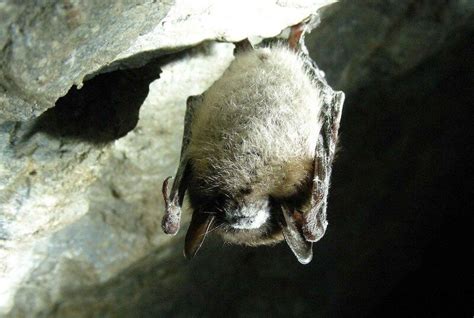 12 Animals That Live in Caves (With Photos) - Wildlife Informer