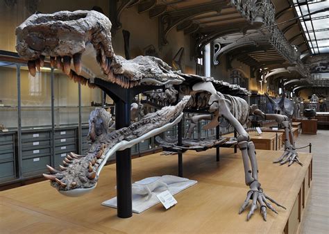 sarcosuchus imperator fossile musee d'histoire naturel de paris ...