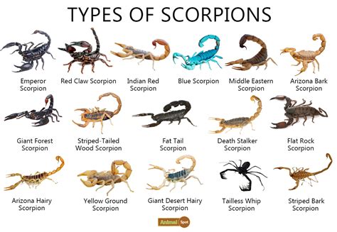 Scorpion Facts, Types, Diet, Reproduction, Classification, Pictures